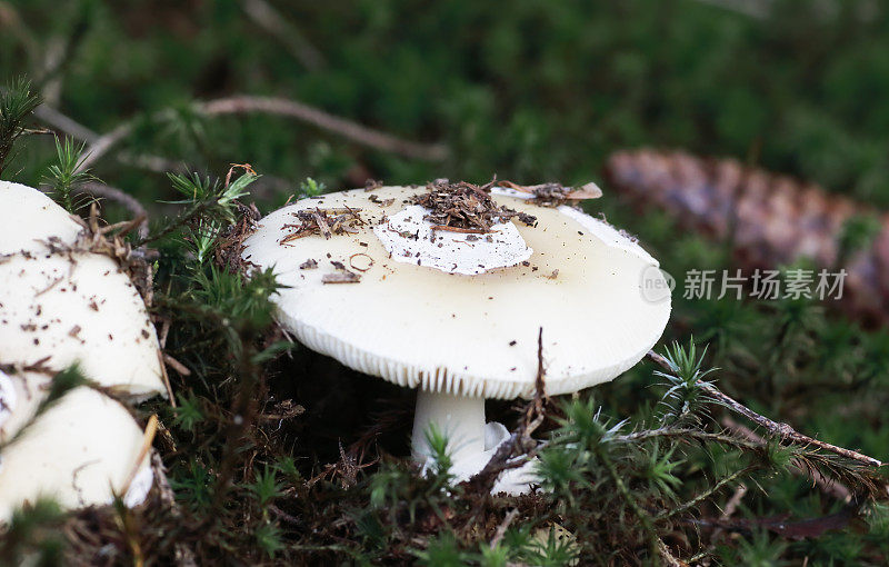 宝石Amanita Mushroom (Amanita gemmata)